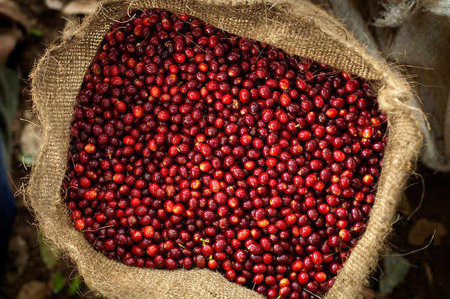 Farms Produce Coffee Lorem Ipsum